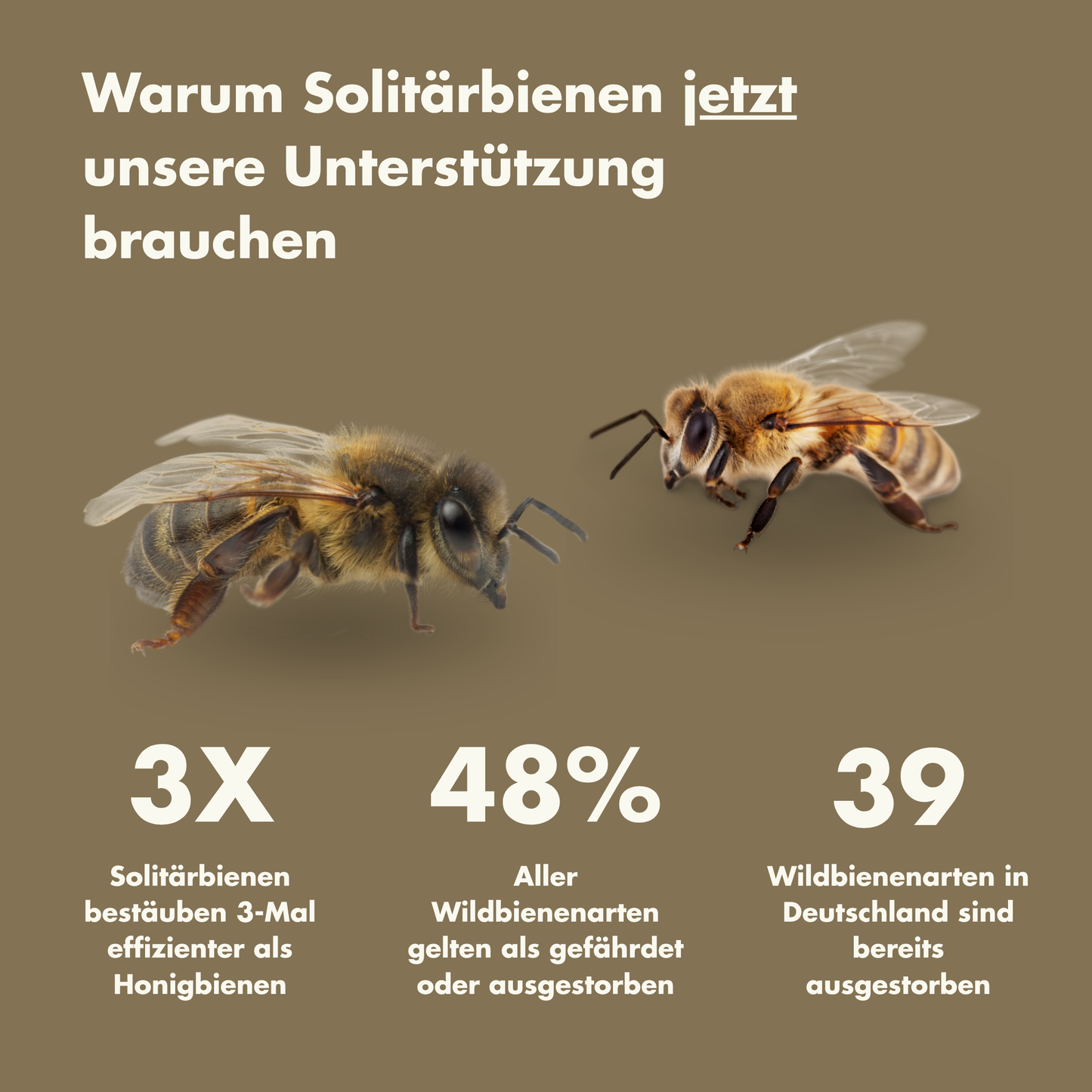 Margrets Wildbienenhotel "Gartenretter"